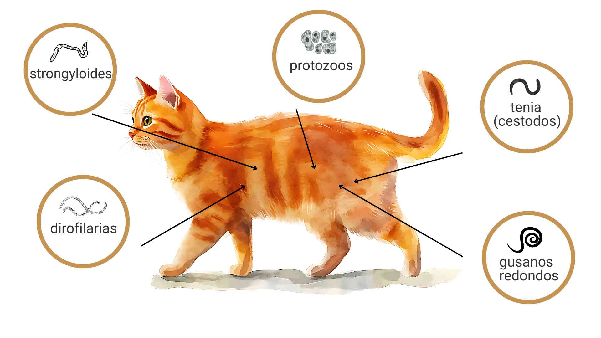 Parasitos interno en gatos